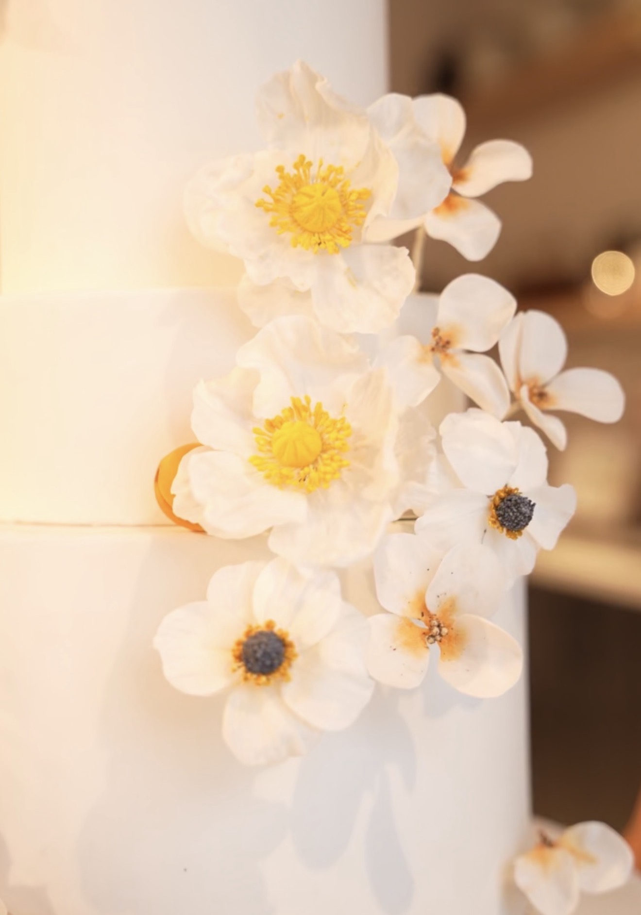 Close-up of sugar anemones and poppies with dark centers